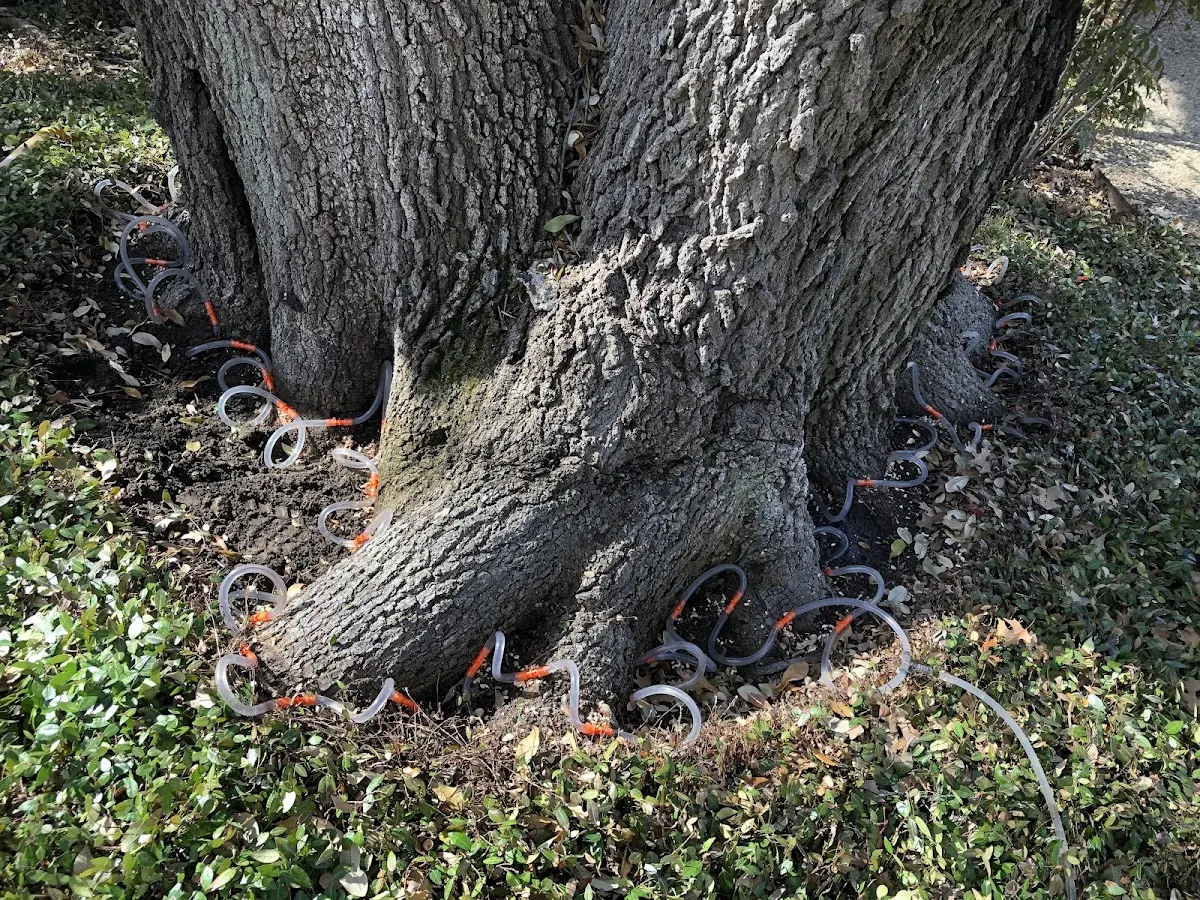 Detailed Tree Cabling and Bracing job site in Luray